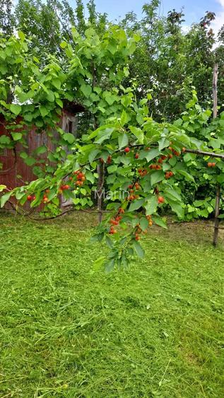 Vand casa Urvi? de Beiu?