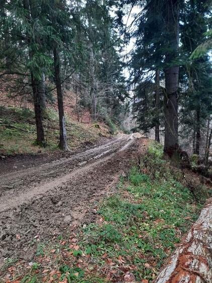 Teren forestier 2.500 mp, Vadurele comuna Alexandru cel Bun, jud. Neamț - 5