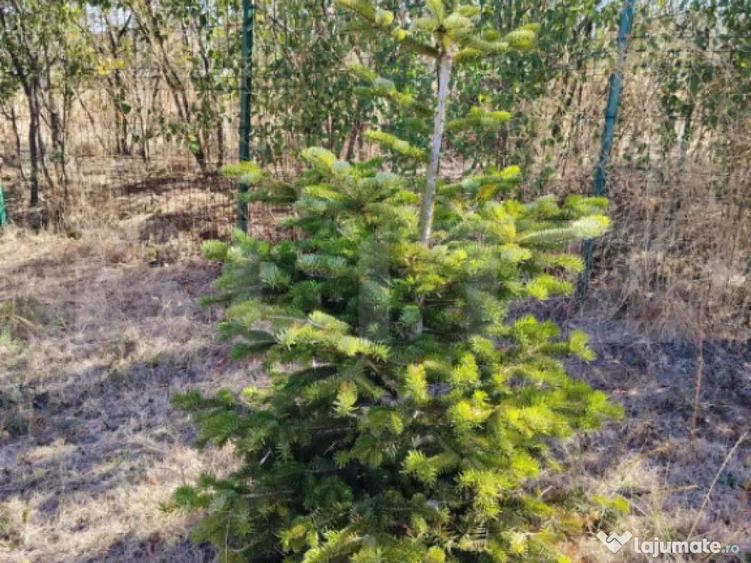 Teren intravilan de vanzare, 951 mp, Bucovat, sat Sarbatoare - 6