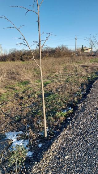 Teren de vanzare Dragomiresti Deal - 1