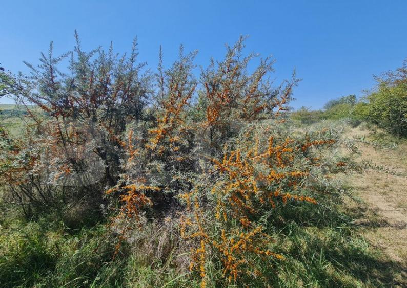 Teren extravilan 1,5 h pentru investitie - 4