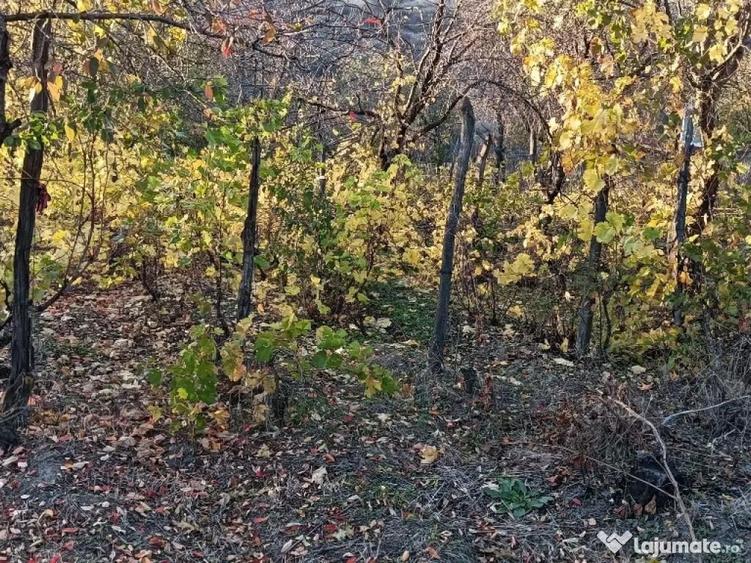 Casa batraneasca - 10