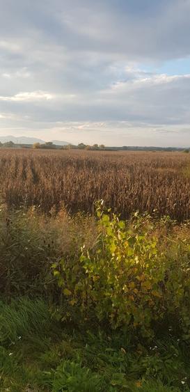 Vand urgent Teren DN Simeria -Hateg(Spate la Petrom) !!! - 5