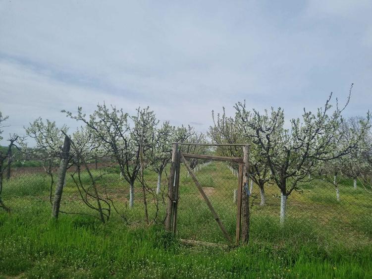 Livada tanara, 2000 m, Dridu-Snagov - 4