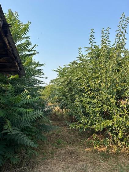 Casă cu 3 camere în Leu