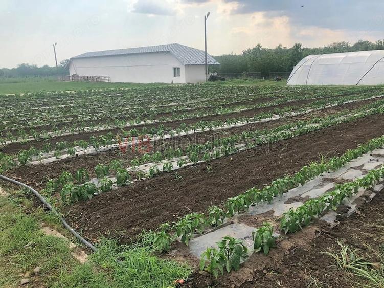 Teren de 30000 mp, în Nicolae Bălcescu