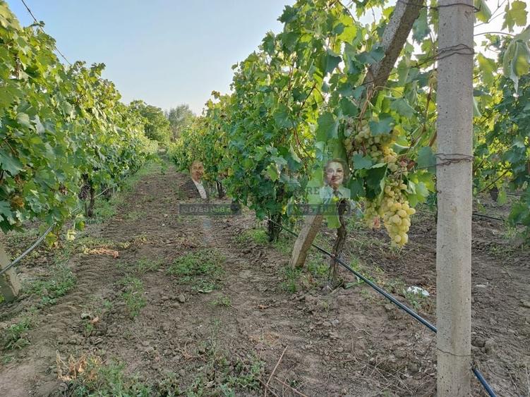 Teren intravilan Tecuci/Podgorie si Pomi Fructiferi/5000 mp - 2