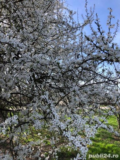 Casa solida din caramida cu 4 camere ?icula Jud. Arad - 7