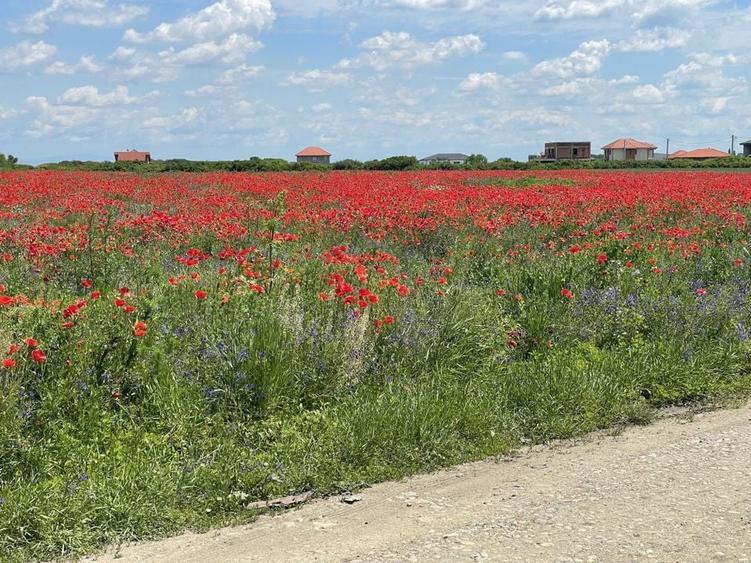 Teren Remetea Mare 720mp -2 fronturi I - 11