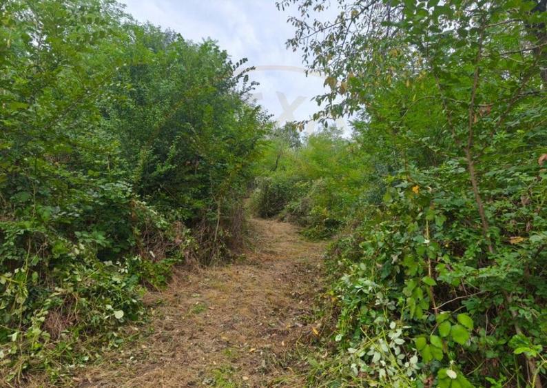 Teren intravilan Mosoaia - Hintesti - 4