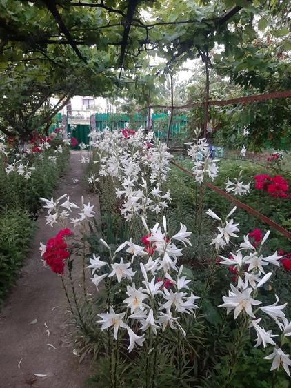 Jude?ul Buzau com Glodeanu Sili?tea sat COTORCA, casa batrineasca din caramida 3465m - 7