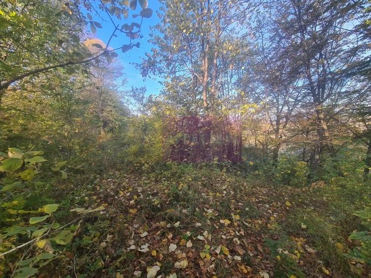 Teren intravilan de vanzare in Telega - 4