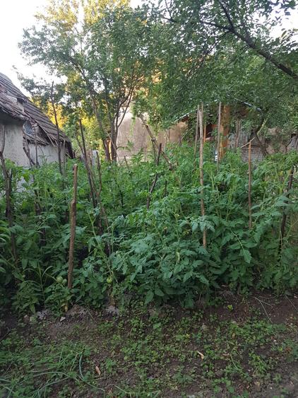 Casa singur in curte in Apoldu de Jos , la 35 km de Sibiu! - 15