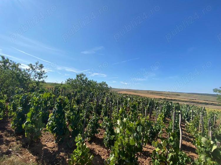 Casa individuala Saca?eni - 4