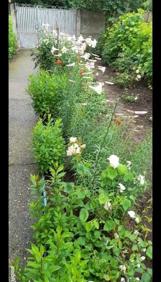 Vand casa in orasul corabia olt - 4