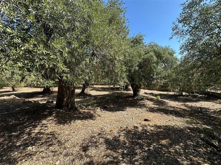 Teren intravilan pe insula Thassos, aproape de plaja salbatica - 9