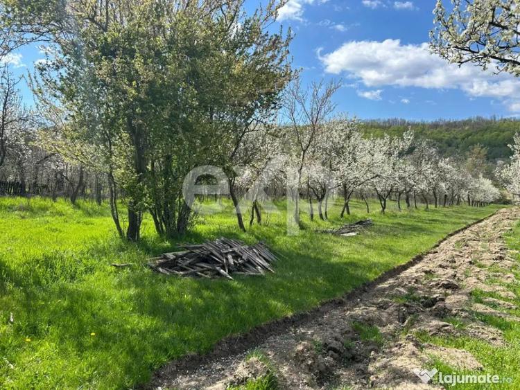 Casa la ?ara cu teren 3940 mp ?i livada zona lini? - 2