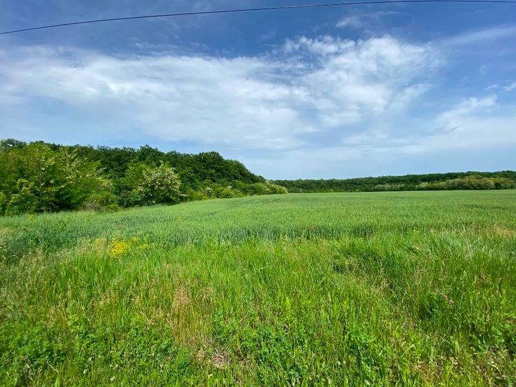 TereCiofliceni 5690 mp.Deschidere de 50m. - 8