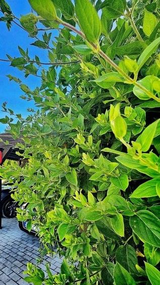 Suprafata generoasa teren - 38