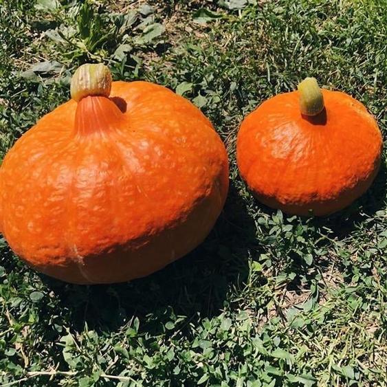 Transilvania Camping, domeniu de 14.400mp, Sanmarghita de Mures:2cladiri, aparta - 20