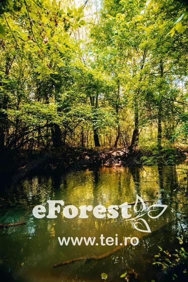 eForest teren rezidential in zona de padure, deschidere spre padure - 6