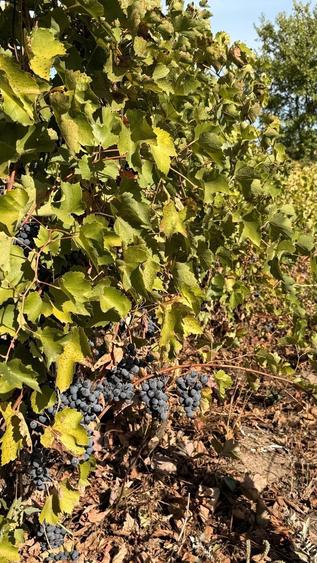 Casa si teren de vanzare - 4