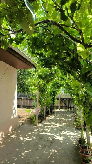 Vand casa Cataloi - 2