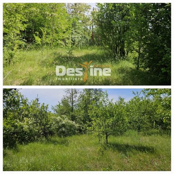 Tomesti-Chicerea, teren intravilan  3523 mp - 5