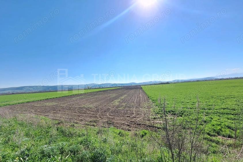 Teren de 8700 mp - extravilan - Bod, Brasov - 4