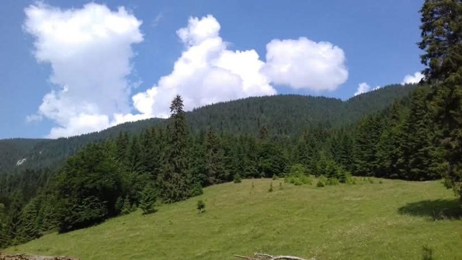 Padure cu teren 9.5 hectare investie forestiera avantajoasa - 2