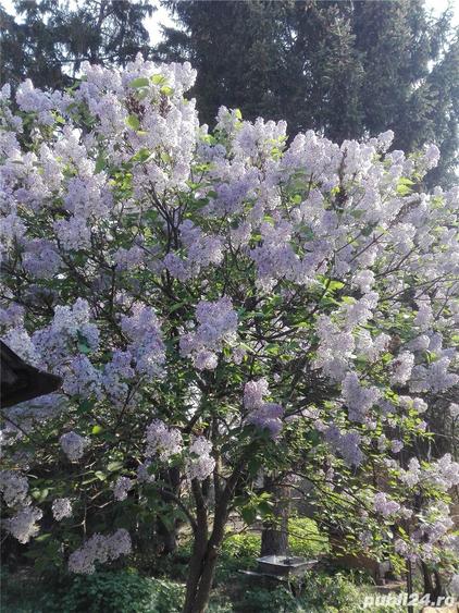 Casa mare cu teren 2100 mp central in Satu Mare, ideal si pentru afaceri. - 2