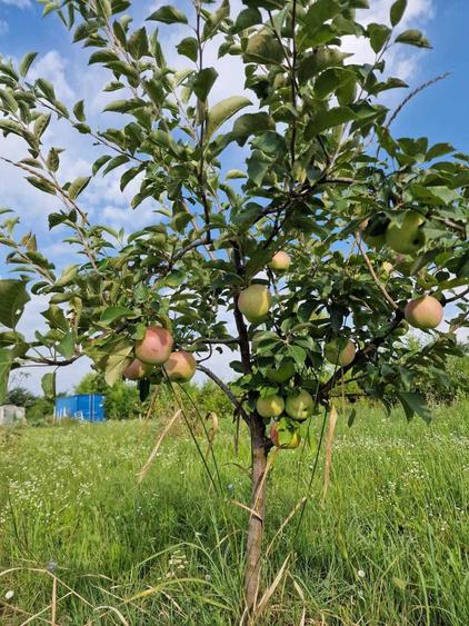 Vand teren extravilan Urseni 2163mp - 4