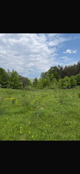 Teren 8.329 mp Magura (Ciuta), jud. Buzau extravilan - 2