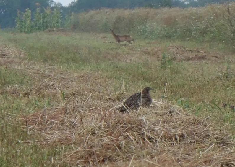 Terenuri IN RATE 500 /luna, teren 25 Peris, Tancabesti - 3