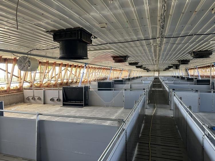 Ferma porcine la cheie - 6