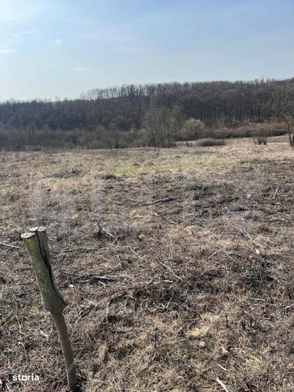 Teren intravilan de vanzare, 9783 mp, Paleu zona Iacului - 1