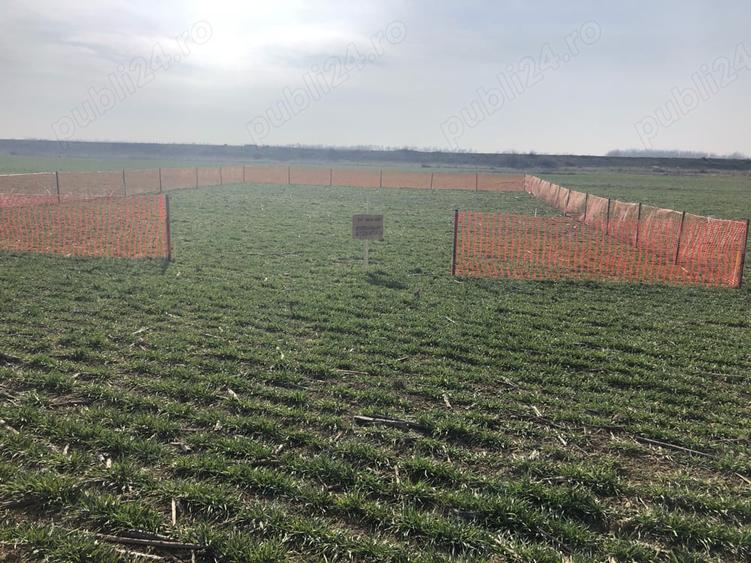 Teren de 622 mp, în Clinceni