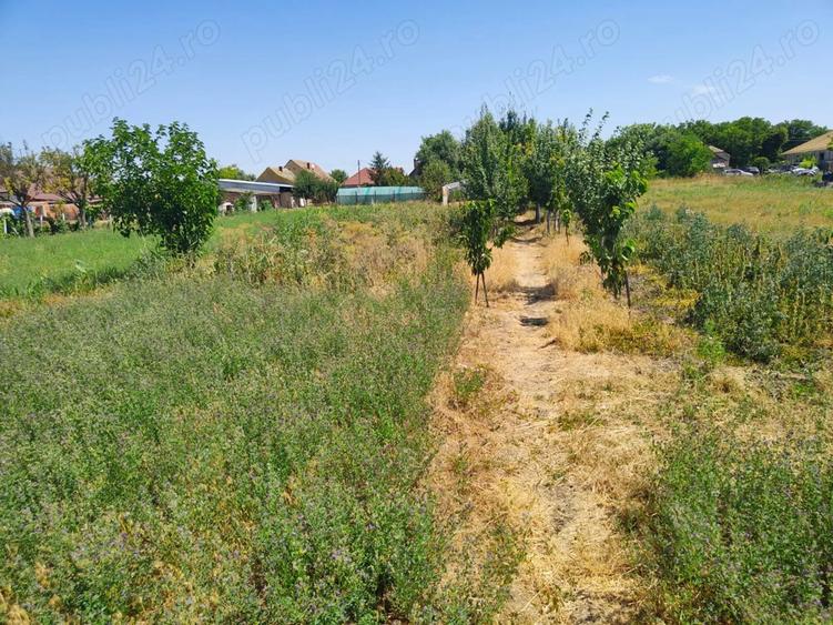 Casa + Curte + Teren arabil generos, Nerau, Teremia Mare, 1596 mp, locuibila imediat - 5