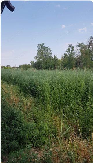 Casa batraneasca Pogoanele - 2