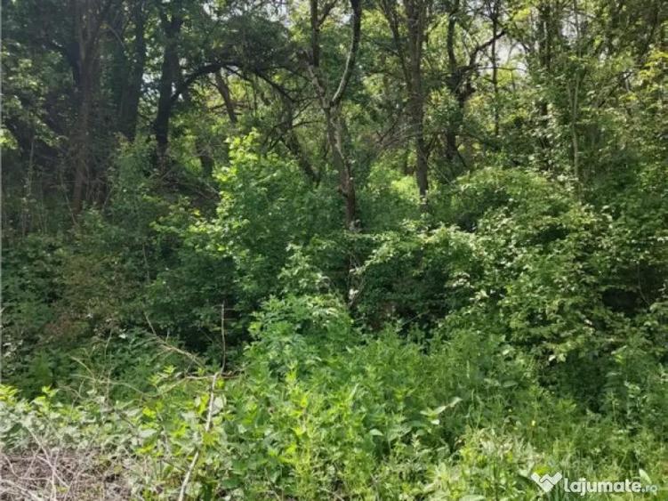 Domeniu verde autentic, 5.000mp, front la DJ, Valcele, Bra - 12