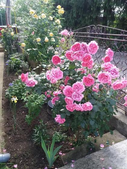 Casa de vanzare in Gura humorului - 4