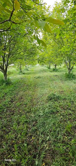 Livada nuci .5800mp - 3