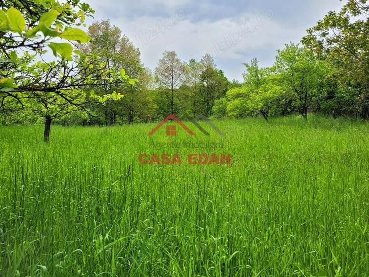 Teren intravilan in Scorteni--3999mp--55.000e - 7