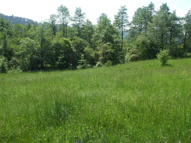 Vand teren intravilan 1632 mp in Poiana Sarata-Oituz - 1