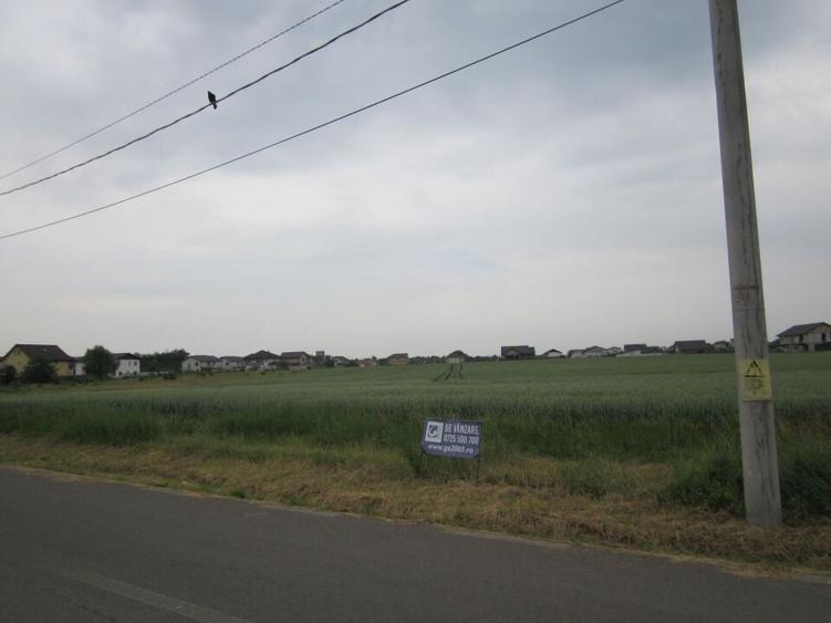 Domnesti-Narciselor - 8