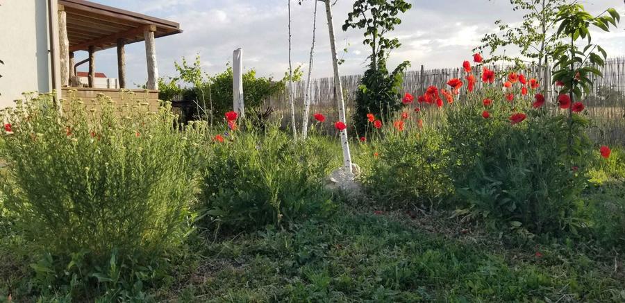 Casa perfecta 3 camere 110 mp, mobilata, teren 400 mp, rasarit si apus - 6