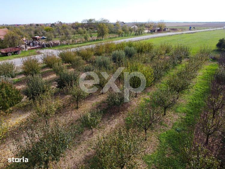 Teren cu livada de vanzare Sarbova, pozitie excelenta! - 3