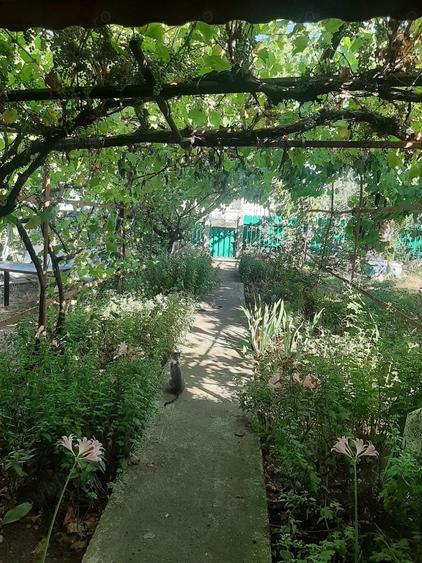 Jude?ul Buzau com Glodeanu Sili?tea sat COTORCA, casa batrineasca din caramida 3465m - 11