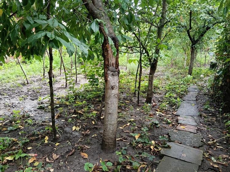 Vand casa in Tarnaveni,str Viilor,Nr 32, - 3