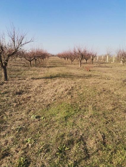 Livada 5000 mp la sosea - 1